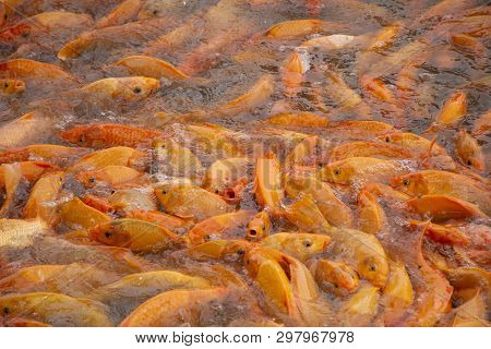 Fancy Carp Or Koi Fish Swimming At Water Pond In The Garden Of Zhongshan Park In Shantou, China