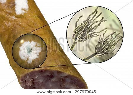 Colony Of Penicillium Mold On The Surface Of Smoked Sausage And Closeup View Of Penicillium Fungus, 