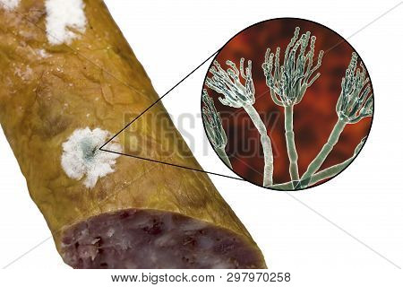 Colony Of Penicillium Mold On The Surface Of Smoked Sausage And Closeup View Of Penicillium Fungus, 