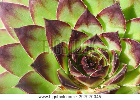 Common Houseleek, Sempervivum Tectorum, Close Up. Houseleek Background
