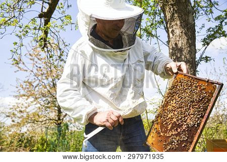 Beekeeper Is Looking Swarm Activity Over Honeycomb On Wooden Frame, Control Situation In Bee Colony.