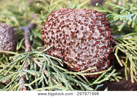 Closeup Of Juniper Hawthorn Rust On Cedar