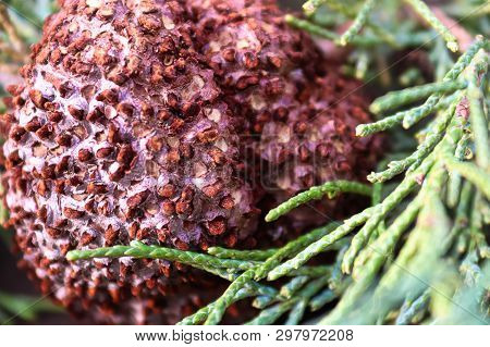 Closeup Of Juniper Hawthorn Rust On Cedar
