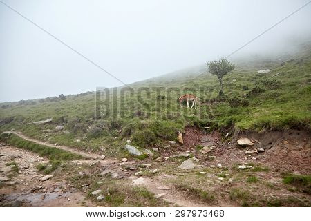 La Rhune, France: Foal Grazing On A Hillside In The Fog.  Young Horse Eating Green Fresh Grass In A 
