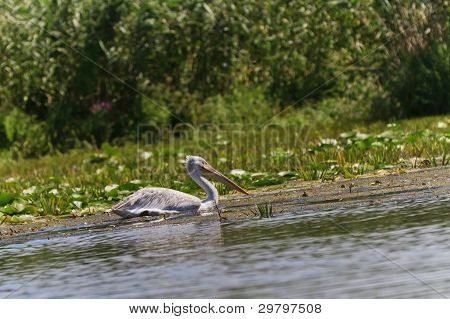 Dalmatiske Pelican (pelecanus Crispus)