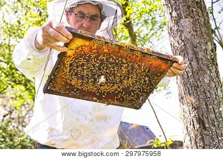 Beekeeper Is Looking Swarm Activity Over Honeycomb On Wooden Frame, Control Situation In Bee Colony.