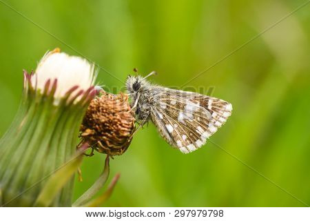Grizzled Skipper Butterfly (pyrgus Malvae). Little Black Butterfly In Grass