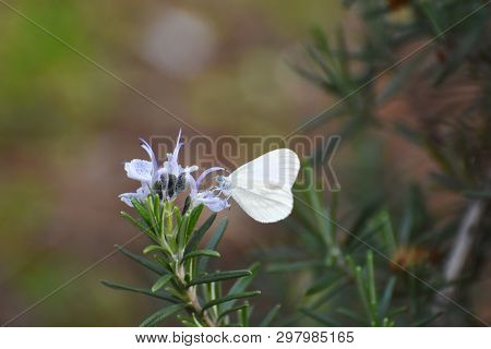 Beautiful White Butterfly On Flower. The Wood White Butterfly, Leptidea Sinapis