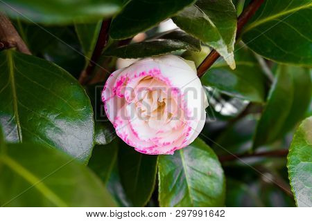 Japanese Camellia, Camellia Japonica White And Pink Flower