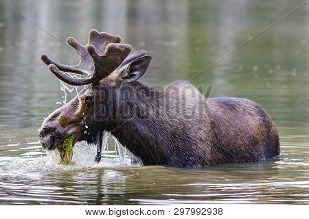 Wild Moose Living In The Forests Of The Colorado Rocky Mountains