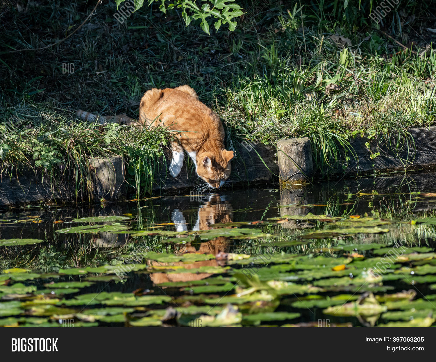 Stray Cat Drinks Water Image & Photo (Free Trial) Bigstock