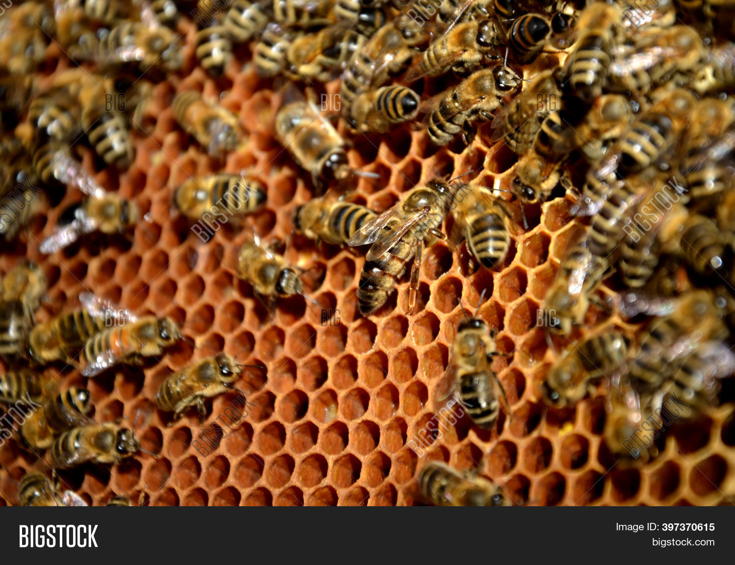 Queen Bee On Honeycomb Image & Photo (Free Trial) | Bigstock