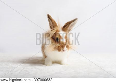 Adorable Red Rabbit On A White Background