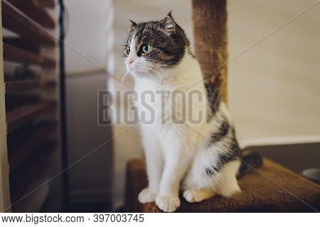 Cat Sitting On The Cats Plush House Scratching Post.