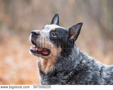 Australian Cattle Dog Loves To Be The Center Of Attention. The Dog Is Joking And Entertaining The Wh