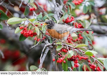 American Robin Eating Toyon Berries. Santa Clara County, California, Usa