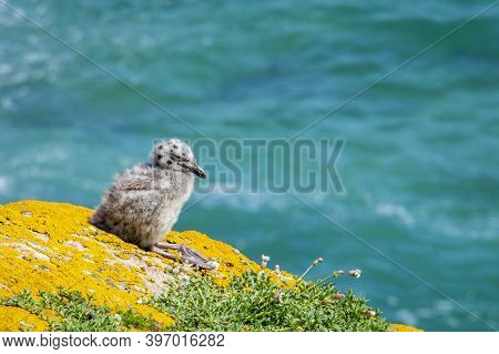 Baby Seagull At Saltee Islands, Ireland, With Blurred Background And Copy Space.