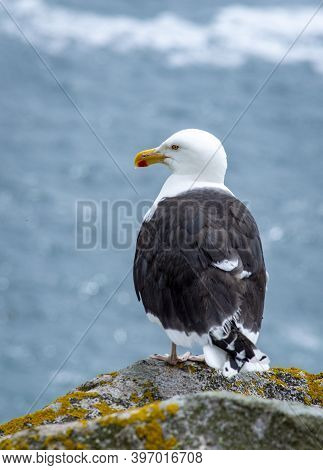 Black Seagull At Saltee Islands, Wexford, Ireland.