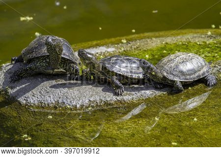 Small Green Turtles With Carapace On A Stone In The Park In The River During The Day