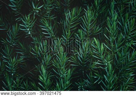 Juniper Hedge Texture In Dark Green Tones, Close Up