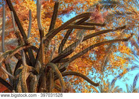 Tropical Forest. Cactus Against Tropical Trees. Ein Gedi, Israel