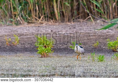 Black-crowned Night Heron Or Nycticorax Nycticorax On A Lake.