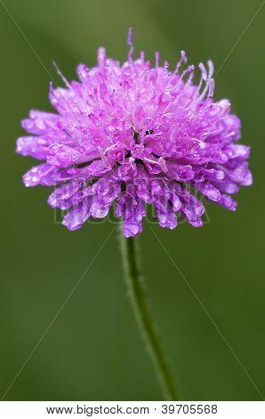 Labiate Aquatica Scabioso