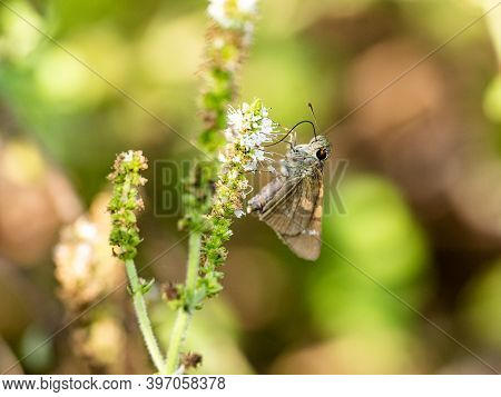 Common Straight Swift, Parnara Guttata, Feeds From Flowers In A Garden In Sagamihara, Japan.