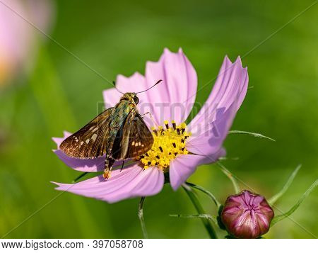 Common Straight Swift, Parnara Guttata, Feeds From Flowers In A Garden In Sagamihara, Japan.