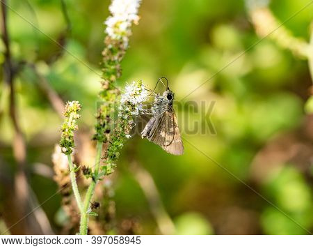 A Common Straight Swift, Parnara Guttata, Feeds From Flowers In A Garden In Sagamihara, Japan.