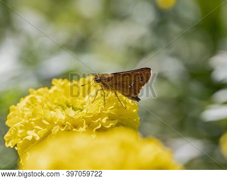 A Common Straight Swift, Parnara Guttata, Feeds From Yellow Flowers In A Garden In Sagamihara, Japan