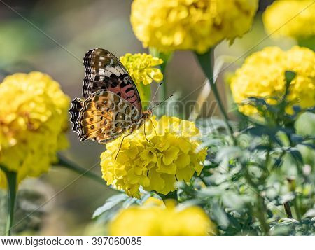 A Tropical, Or Indian, Fritillary Butterfly, Argynnis Hyperbius, Feeding From Flowers In A Park In S