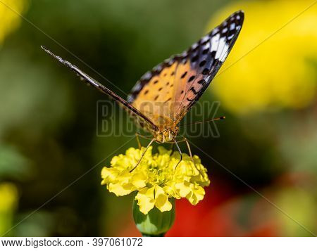 A Tropical, Or Indian, Fritillary Butterfly, Argynnis Hyperbius, Feeding From Flowers In A Park In S