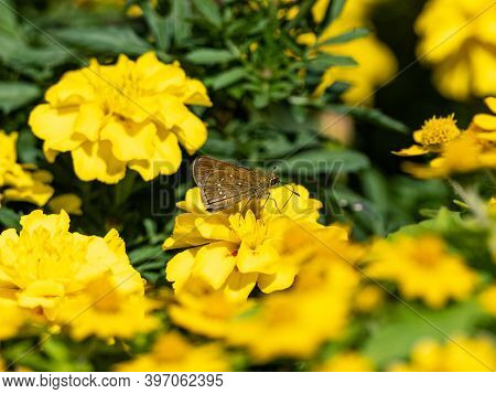 A Common Straight Swift Butterfly, Parnara Guttata, Feeds From Yellow Flowers In A Garden In Yokoham