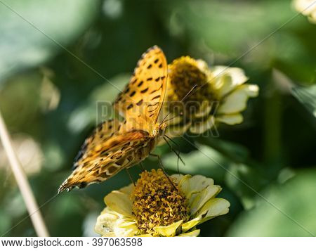 A Tropical, Or Indian, Fritillary Butterfly, Argynnis Hyperbius, Feeds From A Golden Cosmos Flower I