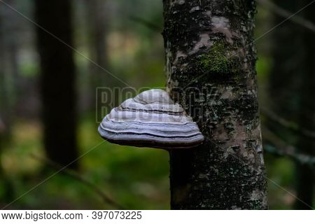 Large Toadstool Mushroom Growing On The Trunk Of A Tree In The Forest. Also Known As Tinder Fungus.
