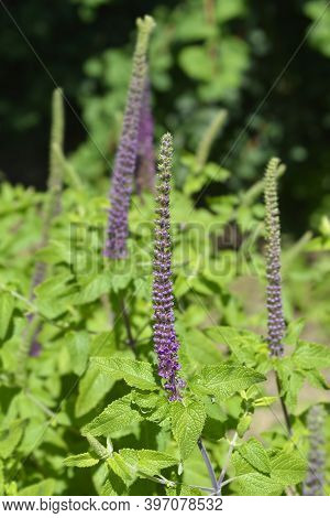Iranian Germander Flowers - Latin Name - Teucrium Hircanicum