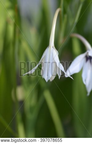 Abyssinian Gladiolus Flowers - Latin Name - Gladiolus Murielae