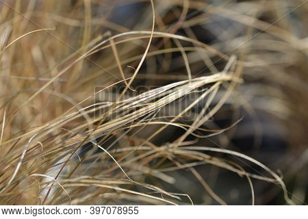 New Zealand Sedge Prairie Fire - Latin Name - Carex Testacea Prairie Fire
