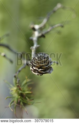 Larch Diana Branch - Latin Name - Larix Kaempferi Diana