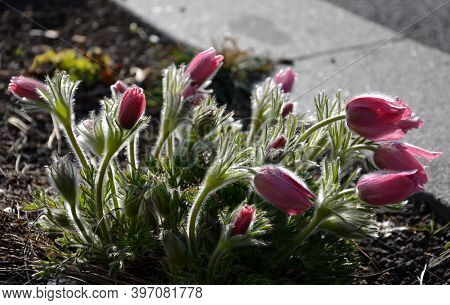Spring Flower With Dense White Hair Called Pasque Flower Pulsatilla Vulgaris Rubra Buds And Leaves I