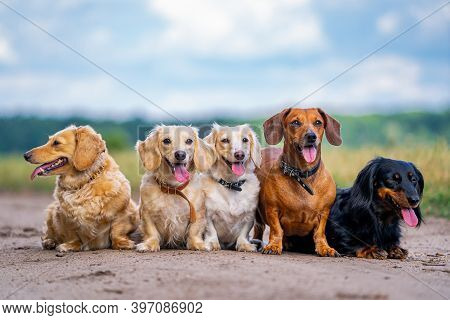 Cheerful And Cute Group Of Small Breed Dogs On Nature Background. Domestic Animals.