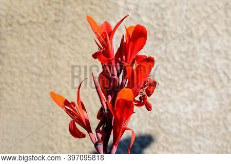 Red Flowers Of Canna Indica, Commonly Known As Indian Shot, African Arrowroot, Edible Canna, Purple 