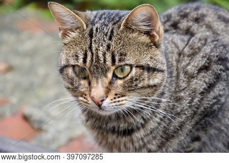 Cat Photographed In The Monasteries Of Meteora (greece)