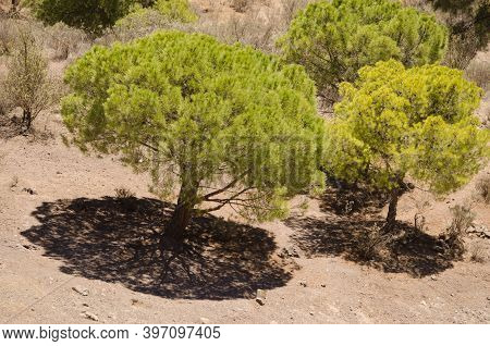 Aleppo Pines Pinus Halepensis In The Nublo Rural Park. Tejeda. Gran Canaria. Canary Islands. Spain.