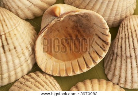 Sea Shell teema