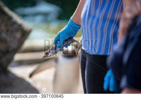 The Woman Feeds Penguins.the Gentoo Penguin Pygoscelis Papua Is A Penguin Species In The Genus Pygos