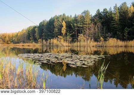 On The Mirror Surface Of The Wild Lake, The Leaves Of Algae Lie Motionless, And The Water Reflects T