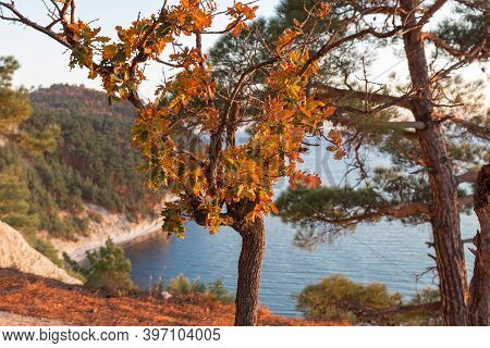 Autumn Landscape On The Background Of The Sea. Forest At Sunset. Reserve Of The Krasnodar Territory.