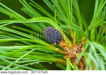 A Young Growing Cedar Cone On A Fluffy Green Branch Covered With Needles. Close-up, Selective Focus